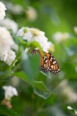 Mariposa Monarca  en la naturaleza