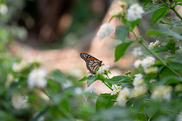 Mariposa Monarca  en la naturaleza
