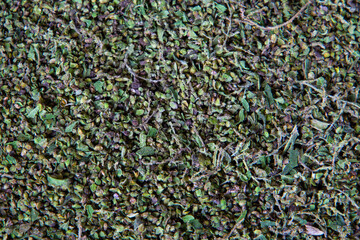 Stinging nettle seeds texture for natural background