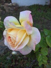 Rose d'un jaune rosé 