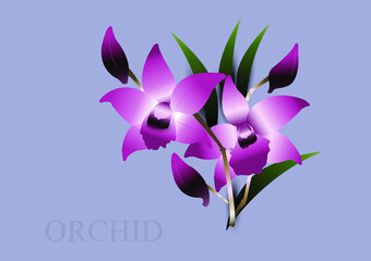 Hand painted purple orchid Blue background