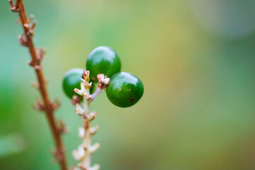 dew drops on a grass