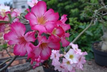 pink frangipani flowers that had just bloomed during the pandemic but still beautiful in the garden