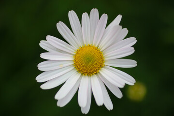 Fototapeta premium daisy flower closeup