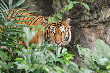Fototapeta na wymiar Close up view of a Siberian tiger (Panthera tigris altaica)
