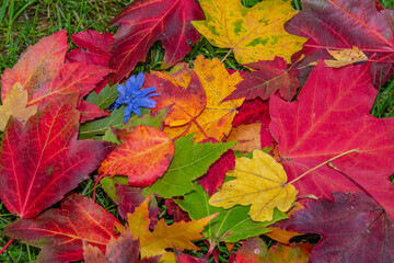 Red, yellow, orange and green autumn and fall colors of maple leaves