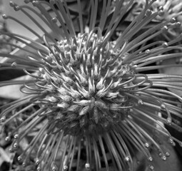 immagine del pincushion, bellissimo e raro fiore