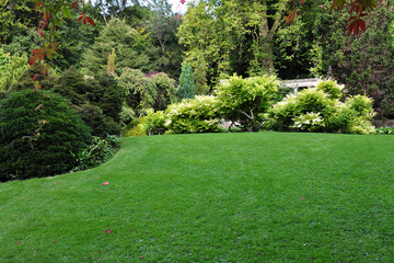 Fototapeta na wymiar green grass lawn in a garden