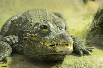 A large green alligator basks in the sun. Huge, terrible teeth protrude from the open mouth of the predator.