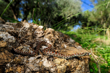 Leopardnatter (Zamenis situla) Peloponnes, Griechenland - Leopard snake - Peloponnese, Greece