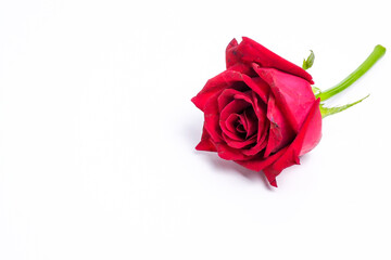 Red rose without leaves on a white background.