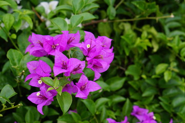 Obraz premium flowers in the garden