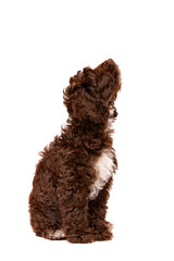 Chocolate Cockapoo puppy dog