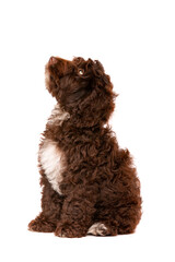 Chocolate Cockapoo puppy dog