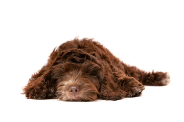 Chocolate Cockapoo puppy dog