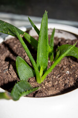 Aloe Vera is a medicinal plant that grows in the ground.Background of green aloe Vera plant.
