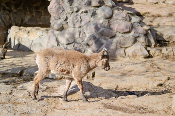 Little mountain goat. A baby mountain goat walks on a rocky. It a clear day, the sun is shining.