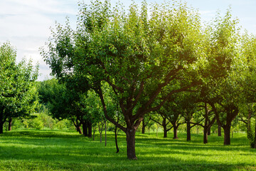 lines of pear trees in summer orchard