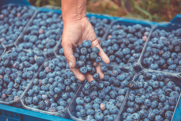 Self-harvesting fresh blueberries at the farm, food concept
