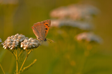 Ein kleiner Feuerfalter