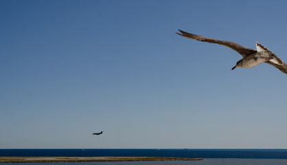 un drôle d'oiseau