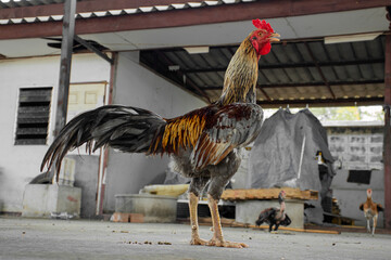 Colorful cocks on the background