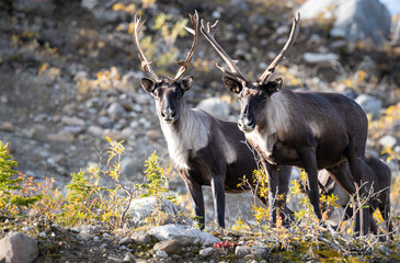 Mountain caribou in the fall