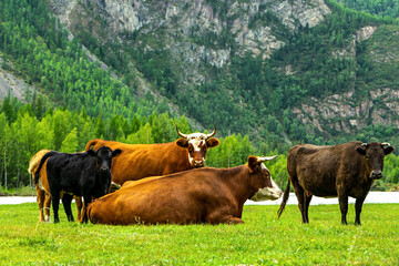 Naklejka premium Cows in a pasture near the mountains
