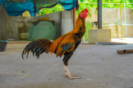 Yellow rooster on background