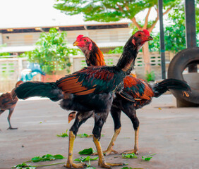 Two young roosters were staring at close range.