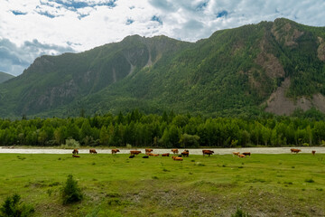 Cows in a pasture near the mountains
