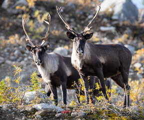Mountain caribou in the fall