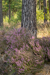 Green lung of North Brabant, pink blossom of heather plants in Kempen forest in September, the Netherlands