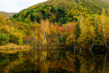 乗鞍高原　まいめの池の紅葉