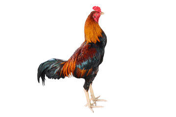 rooster