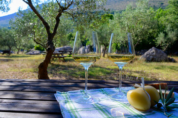 Fototapeta premium Summer picnic or lunch with tasting of white wine in olive tree groves in Lazio, Italy