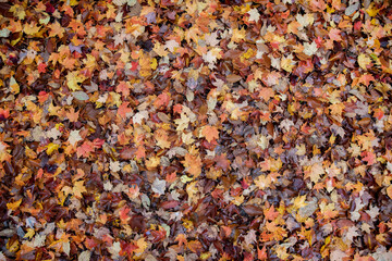 Autumn leaves texture, background