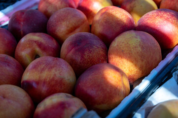 New harvest of big sweet ripe nectarines peaches