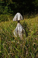 Holzpilz; Pilz aus Holz geschitzt