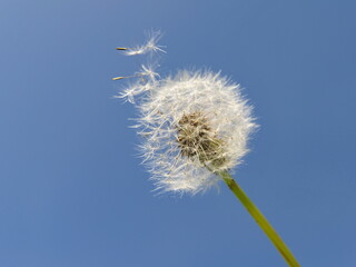 dandelion on blue sky