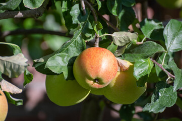 Large sweet braeburn apples ripening on tree in fruit orchard