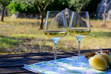Summer picnic or lunch with tasting of white wine in olive tree groves in Lazio, Italy