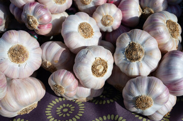 Bunch of fresh aromatic french violet or rose garlic