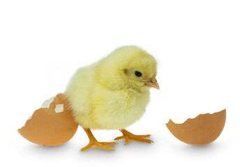 Chicken hatching from an egg and eggshell at white background