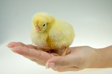  Little chicken on the lady's hand