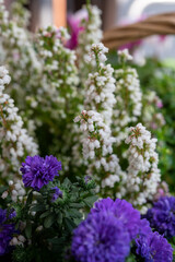 Obraz premium Colorful autumn garden flowers close up