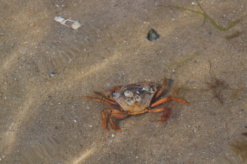 Crab in the open water in Wadden Sea National Park close to the North Frisian island of  Sylt