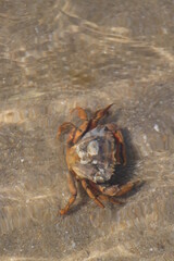 Crab in the open water in Wadden Sea National Park close to the North Frisian island of  Sylt