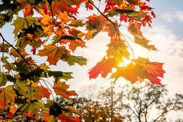 Maple leaves in autumn under sun rays