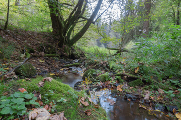Kleiner Bach im Wald